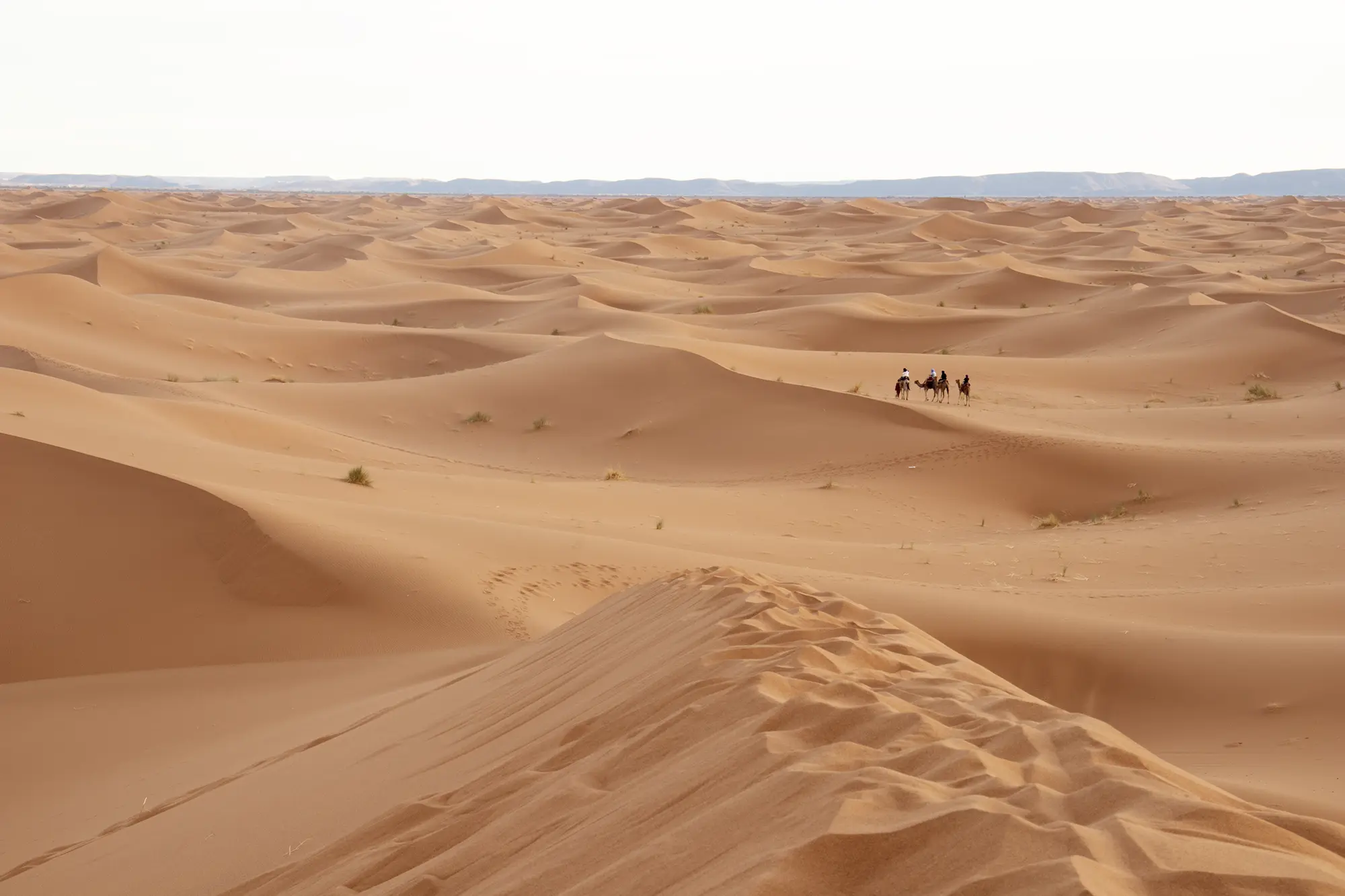 Camel ride at sunset among the Erg Chigaga Sahara desert dunes