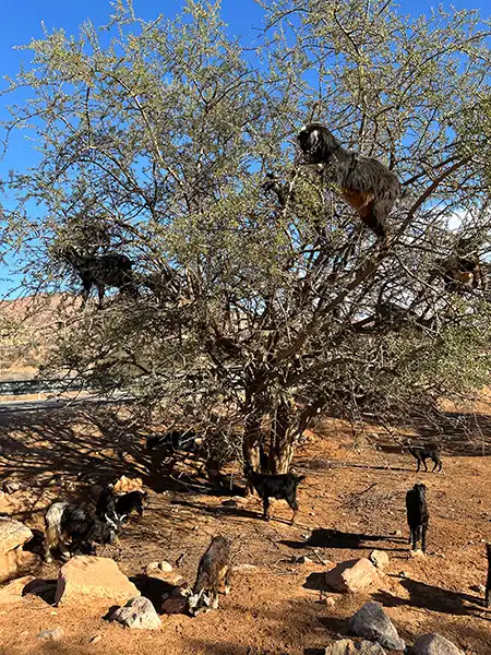 Goats climbing an argan tree in southern Morocco